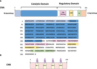 Targeting CaN/NFAT in Alzheimer’s brain degeneration